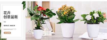 綠植養(yǎng)護(hù)